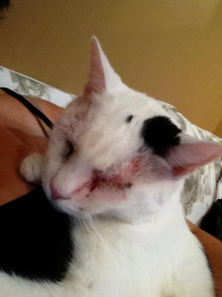 Illustration for article titled Help my poor kitty
